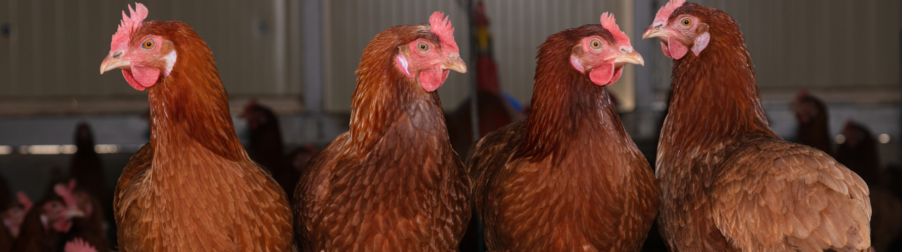 APA y U.S. Grains Council realizan capacitación sobre actualidad del mercado mundial de granos.